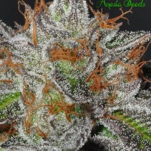 Bruce Banner #3 from Anesia Seeds