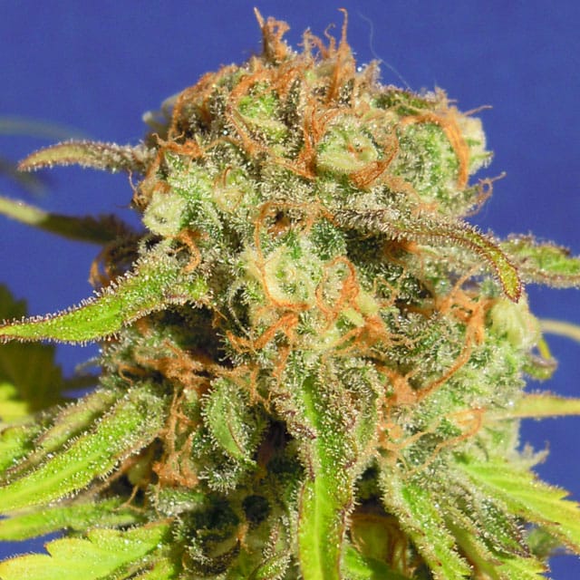 Bruce Banner #3 Auto cannabis seeds – Indoor-friendly – Auto-Flowering – Sativa-leaning – image 1 from Seed City