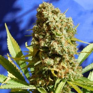 Female seeds – Lemon – Indoor – Bruce Banner #3 Fast strain – image 1 – from Original Sensible Seeds via Seed City