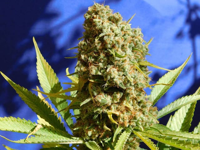 Female seeds – Lemon – Indoor – Bruce Banner #3 Fast strain – image 1 – from Original Sensible Seeds via Seed City