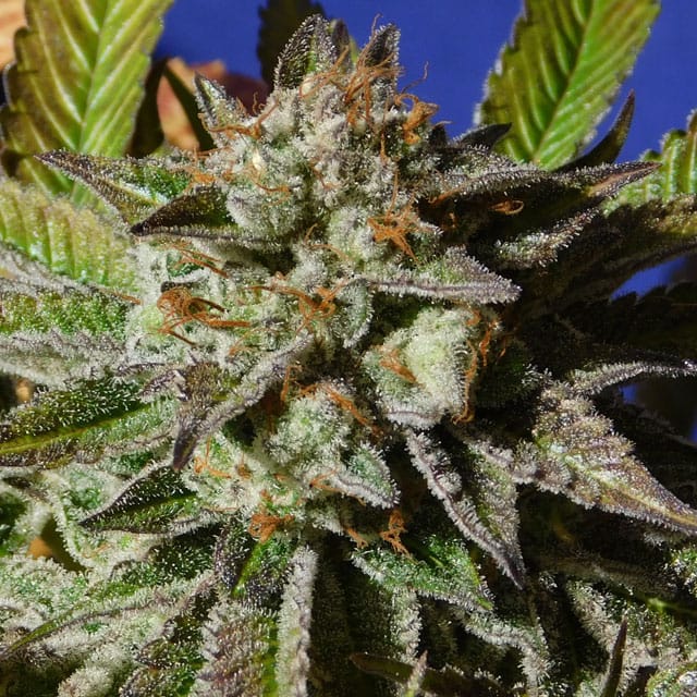 Bruce Cookies from Original Sensible Seeds