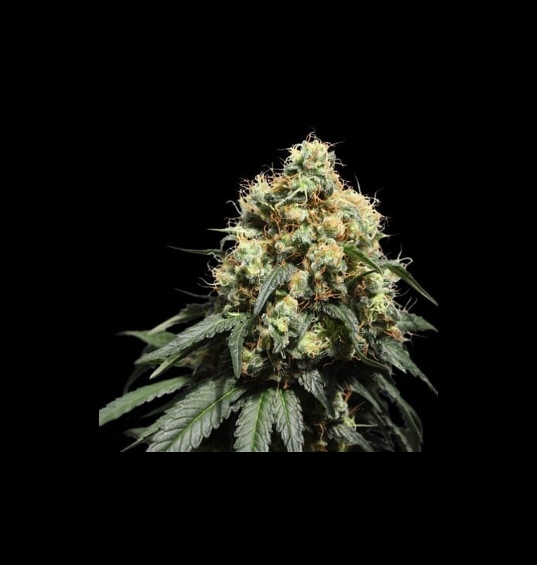Bruce Lemon Diesel cannabis seeds – Guaranteed female plants – Good for outdoor grow – Citrus – image 1 from Seed City