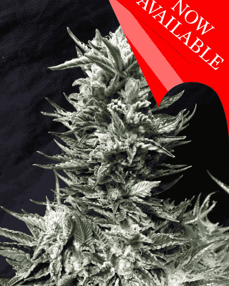 Bruce The Russian cannabis seeds – 12/12 Photoperiod – Middle of October – Indica-heavy – image 1 from Seed City