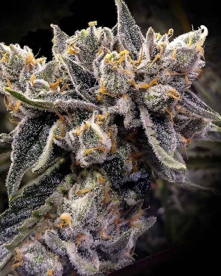Bruised Bananas by DNA Genetics Seeds – 12/12 Photoperiod – Earthy – Happy – image 1 – Seed City