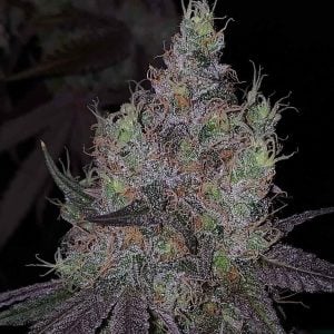 Image 1 of Bruntz cannabis by The Plug Seedbank – Outdoor cultivation – Gassy – Indica Dominant – Seed City