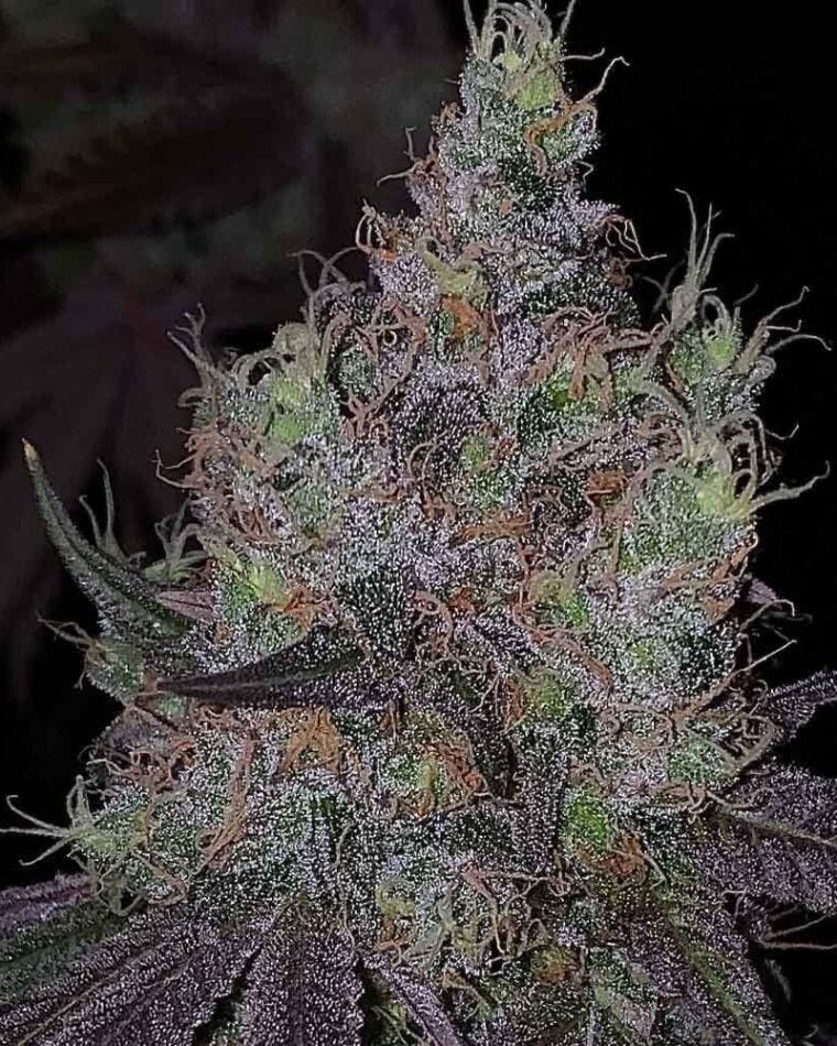 Image 1 of Bruntz cannabis by The Plug Seedbank – Outdoor cultivation – Gassy – Indica Dominant – Seed City