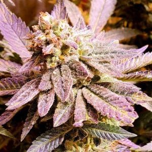 Image 1 of Brute Rose cannabis by Holy Smoke Seeds – Indoor-friendly – Excellent harvest potential – Sweet – Seed City