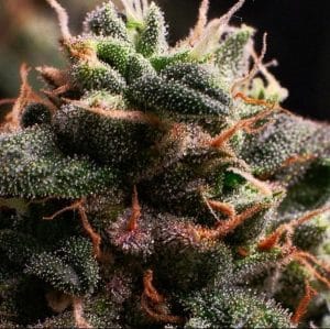Bubaloo Moonrocks Auto