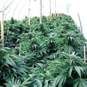 Bubba 76 from Emerald Triangle Seeds