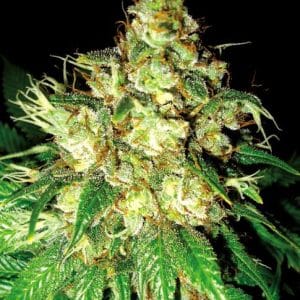 Bubba Cheese Auto cannabis seeds – Peppery – Auto-Flowering – Short (up to 80cm) – image 1 from Seed City