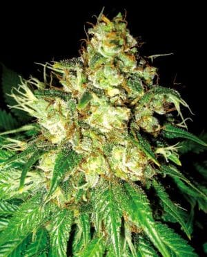 Bubba Cheese Auto