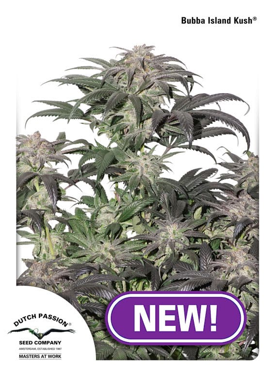 Bubba Island Kush from Dutch Passion Seeds