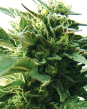 Bubba Kush