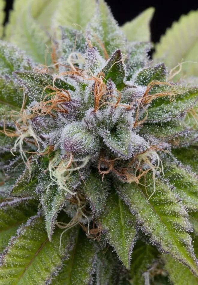 Fuel – 12/12 Photoperiod – Good for outdoor grow – Bubba Kush strain – image 1 – from Dinafem Seeds via Seed City
