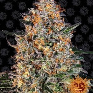 Bubba Kush cannabis seeds – Beginning of October – Euphoric – 12/12 Photoperiod – image 1 from Seed City