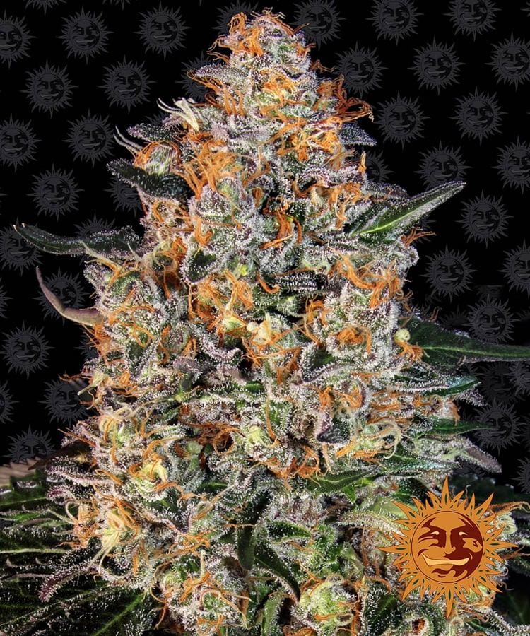 Bubba Kush cannabis seeds – Beginning of October – Euphoric – 12/12 Photoperiod – image 1 from Seed City