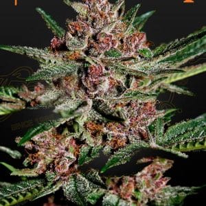 Bubba Kush cannabis seeds – Outdoor cultivation – High Yielding – Indica Dominant – image 1 from Seed City