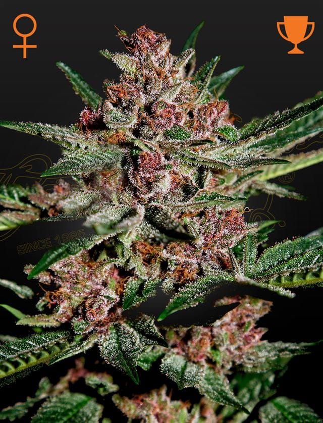 Bubba Kush cannabis seeds – Outdoor cultivation – High Yielding – Indica Dominant – image 1 from Seed City