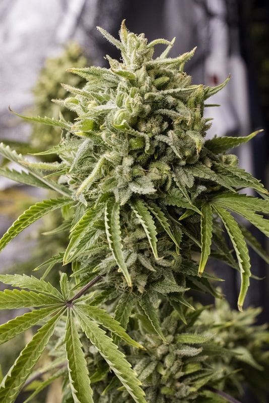 Feminized – Relaxing – Mostly Indica – Bubba Kush Auto strain – image 1 – from Humboldt Seed Organisation via Seed City