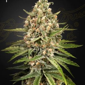 Indica Dominant – The End of October – Body Stone – Bubba Slush strain – image 1 – from Green House Seeds via Seed City