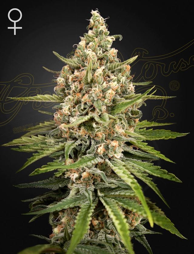 Indica Dominant – The End of October – Body Stone – Bubba Slush strain – image 1 – from Green House Seeds via Seed City