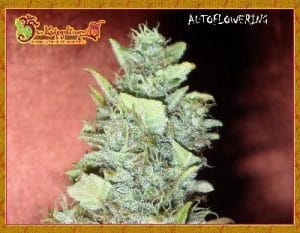 Bubba-Gum