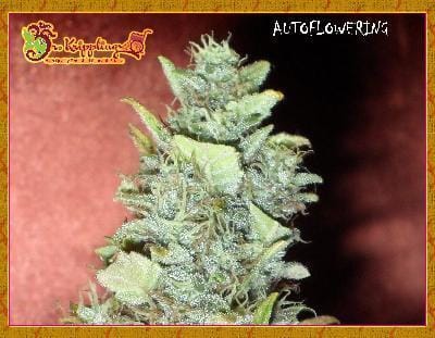Image 1 of Bubba-Gum cannabis by Dr Krippling Seeds – Sweet – Guaranteed female plants – Indoor – Seed City
