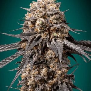 Indoor-friendly – Female seeds – Indica Dominant – Bubba's Gift strain – image 1 – from OO Seeds via Seed City