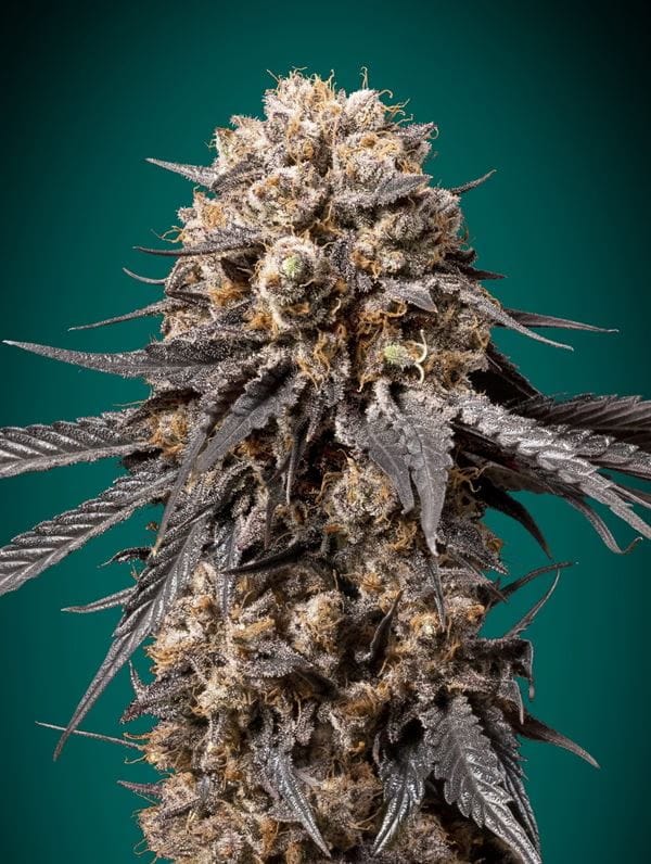 Indoor-friendly – Female seeds – Indica Dominant – Bubba's Gift strain – image 1 – from OO Seeds via Seed City