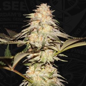 BubbleBananaGum from TH Seeds