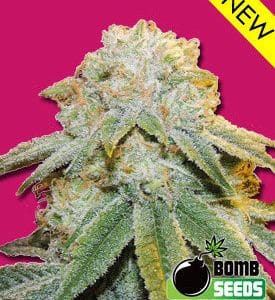 Image 1 of Bubble Bomb cannabis by Bomb Seeds – Sweet – High Yielding – The End of October – Seed City