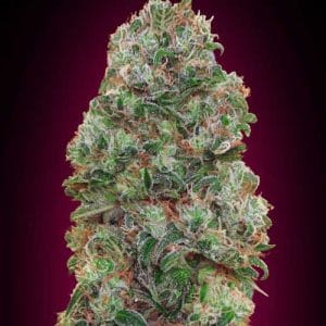 Bubble Gum by OO Seeds – Feminized – Sweet – The End of September – image 1 – Seed City