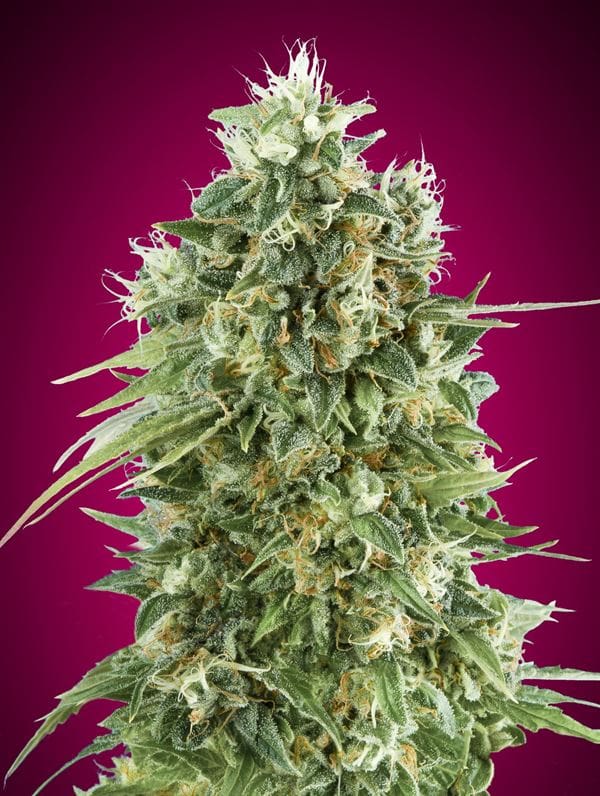 Bubble Gum CBD cannabis seeds – Indica-heavy – 12/12 Photoperiod – Guaranteed female plants – image 1 from Seed City