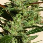 Auto-Flowering – Feminized – Indoor – Bubble Hash strain – image 1 – from SuperAutos by Stitch via Seed City