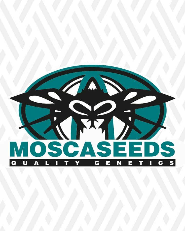 Image 1 of Bubble Party cannabis by Mosca Seeds – Outdoor cultivation – 12/12 Photoperiod – Indica-heavy – Seed City