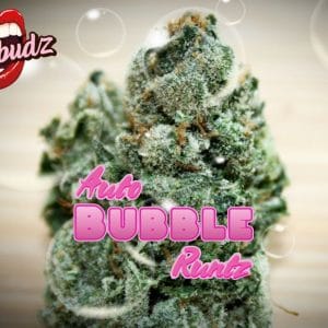 Bubble Runtz Auto by TasteBudz Seeds – Auto-Flowering – Indoor-friendly – Female seeds – image 1 – Seed City