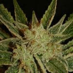 Image 1 of Bubblegum cannabis by Serious Seeds – Mostly Sativa – 12/12 Photoperiod – Indoor-friendly – Seed City