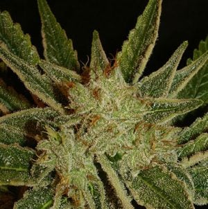 Bubblegum
