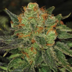 Original Bubblegum