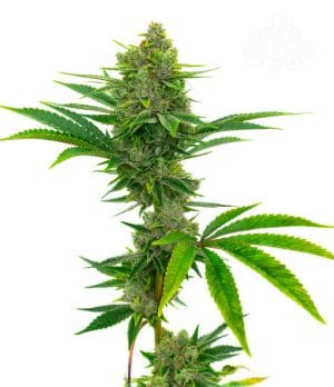 Bubblegum