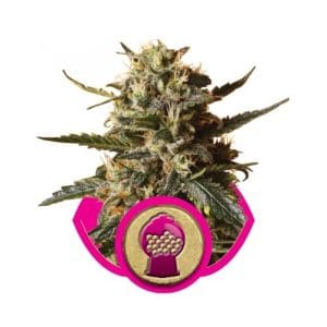 Bubblegum XL