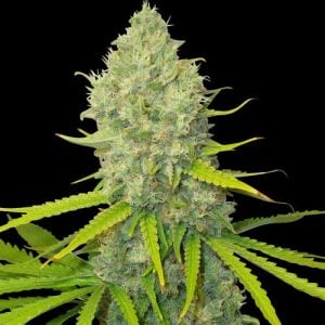 Bubblegun by Spliff Seeds – 12/12 Photoperiod – Uplifting – Regular – image 1 – Seed City