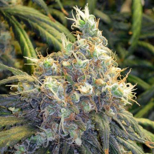 Image 1 of Bubblelicious cannabis by Nirvana Seeds – Guaranteed female plants – Depression – Floral – Seed City