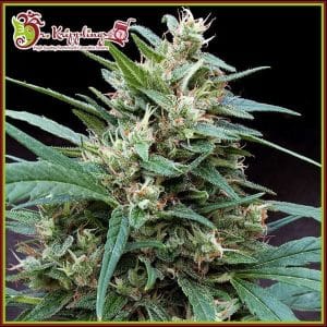 Bucks Fizz Auto cannabis seeds – Good for outdoor grow – Indica-heavy – Lemon – image 1 from Seed City