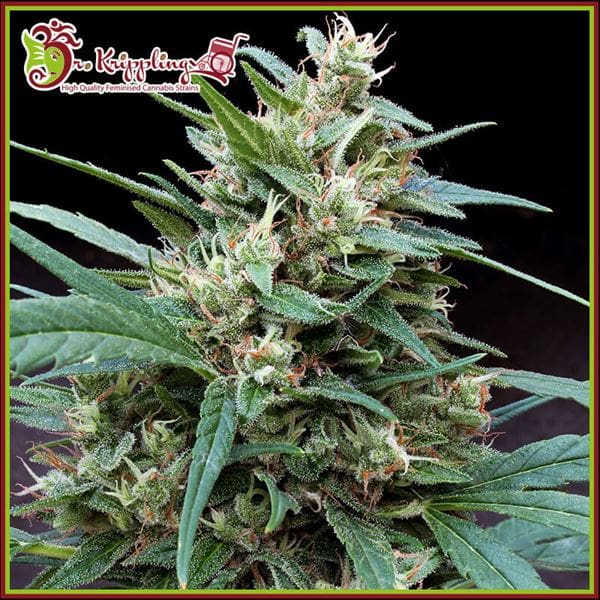 Bucks Fizz Auto cannabis seeds – Good for outdoor grow – Indica-heavy – Lemon – image 1 from Seed City
