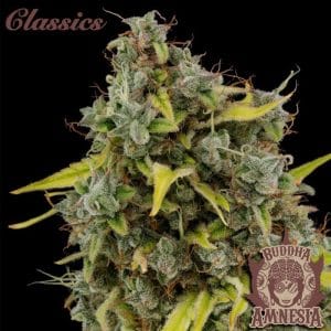 Buddha Amnesia