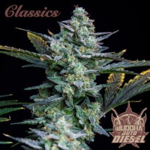 Buddha Auto Diesel