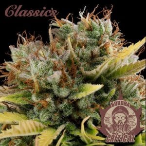 Buddha Critical