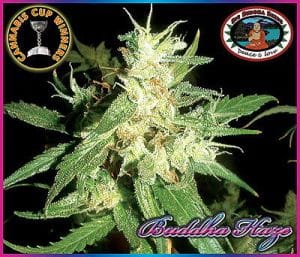 Buddha Haze