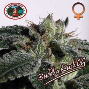 Buddha Kush cannabis seeds – Indoor-friendly – 12/12 Photoperiod – Indica-heavy – image 1 from Seed City